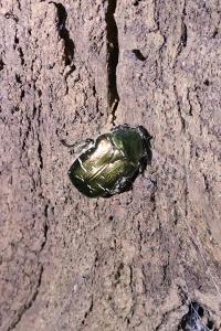 <i>Cetonia aurata</i>