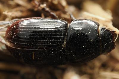 <i>Calamosternus granarius</i>