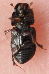 <i>Calamosternus granarius</i>