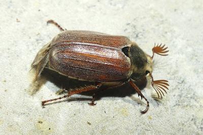 <i>Melolontha melolontha</i>