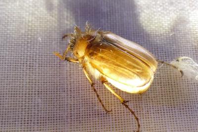 <i>Rhizotrogus marginipes</i>