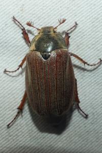 <i>Melolontha melolontha</i>