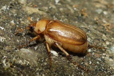 <i>Rhizotrogus marginipes</i>