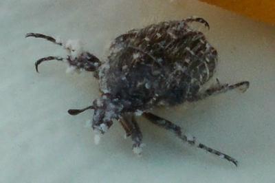 <i>Oxythyrea funesta</i>