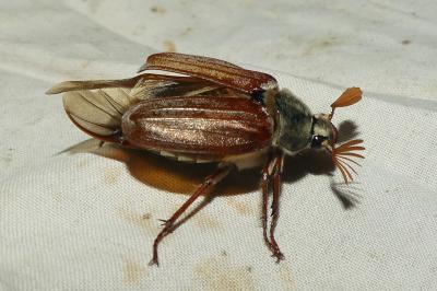 <i>Melolontha melolontha</i>