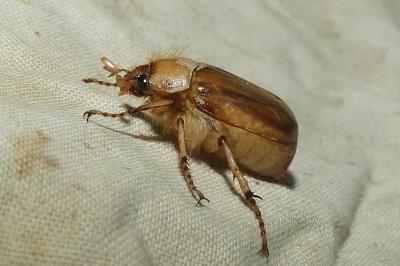 <i>Rhizotrogus marginipes</i>