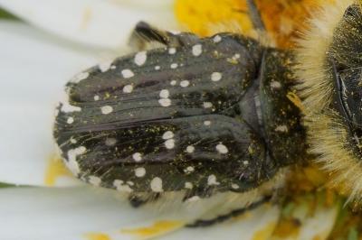 <i>Oxythyrea funesta</i>