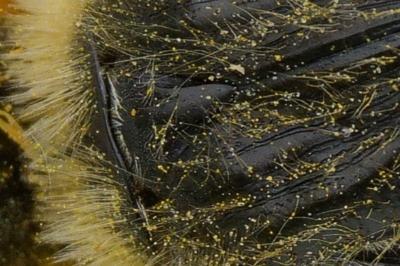 <i>Tropinota squalida</i>