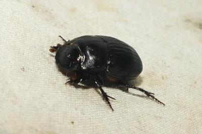 <i>Copris lunaris</i>