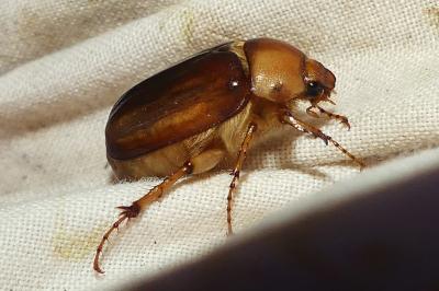 <i>Rhizotrogus aestivus</i>