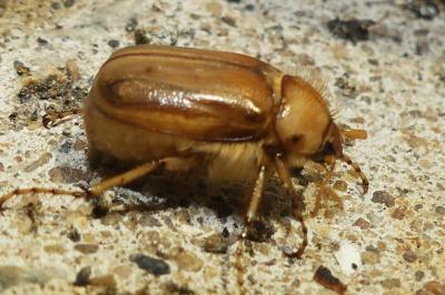 <i>Rhizotrogus marginipes</i>