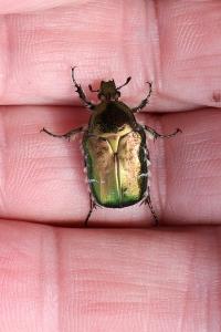 <i>Cetonia aurata</i>