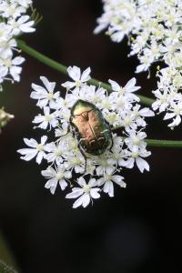<i>Cetonia aurata</i>
