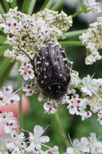 <i>Oxythyrea funesta</i>