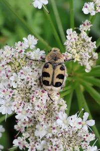 <i>Trichius gallicus</i>