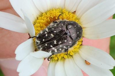 <i>Oxythyrea funesta</i>