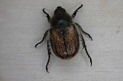 <i>Anisoplia villosa</i>