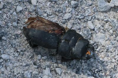 <i>Dorcus parallelipipedus</i>