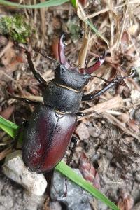 <i>Lucanus cervus</i>