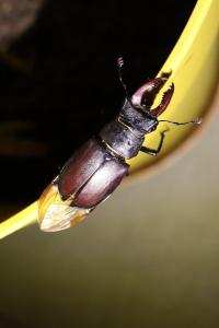 <i>Lucanus cervus</i>