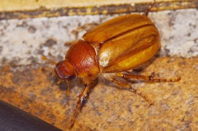 <i>Rhizotrogus cicatricosus</i>