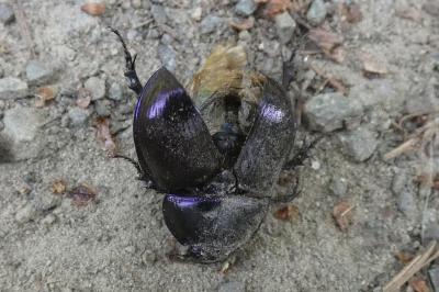 <i>Anoplotrupes stercorosus</i>