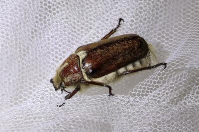<i>Anoxia villosa</i>