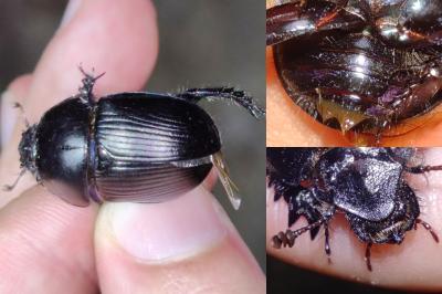 <i>Geotrupes spiniger</i>