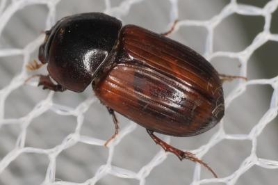 <i>Bodilopsis rufa</i>