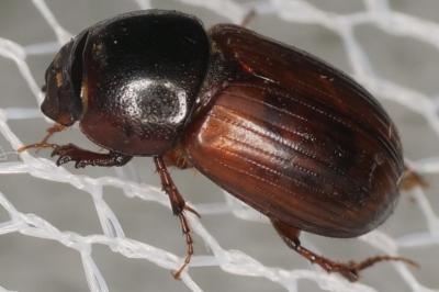 <i>Bodilopsis rufa</i>