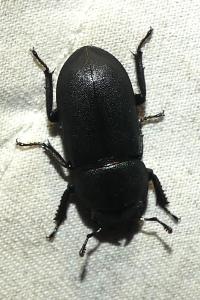 <i>Dorcus parallelipipedus</i>