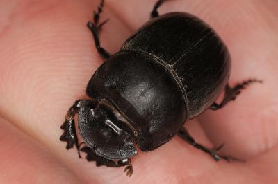 <i>Copris lunaris</i>