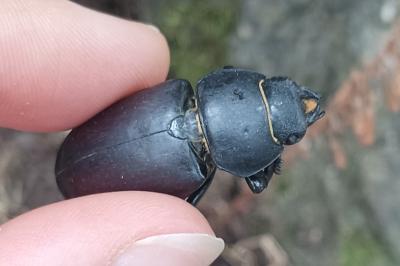 <i>Lucanus cervus</i>