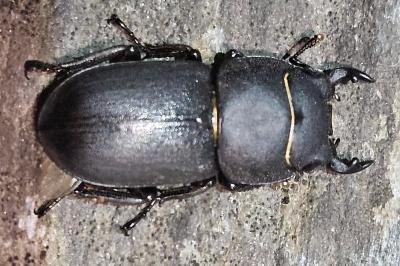 <i>Dorcus parallelipipedus</i>