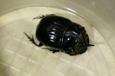 <i>Copris lunaris</i>