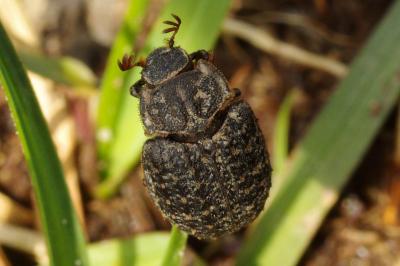 <i>Trox sabulosus</i>