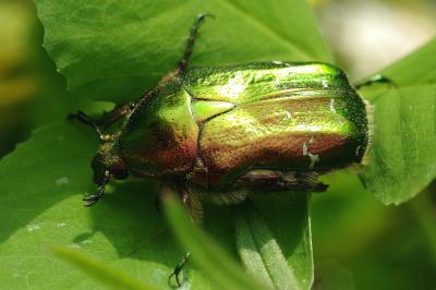 <i>Cetonia aurata</i>