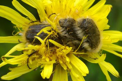 <i>Tropinota squalida</i>