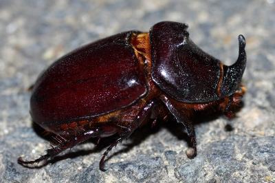 <i>Oryctes nasicornis</i>