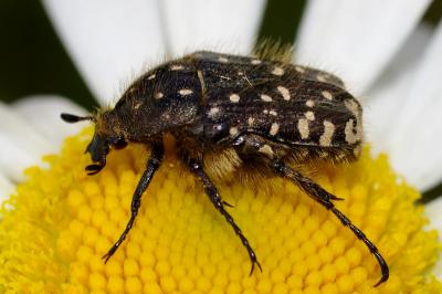 <i>Oxythyrea funesta</i>