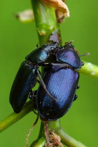 <i>Platycerus caraboides</i>