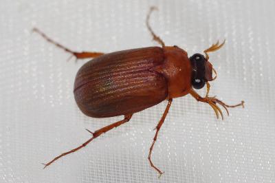 <i>Serica brunnea</i>