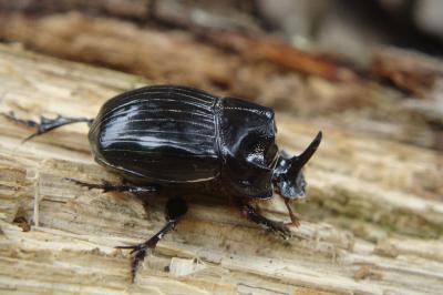 <i>Copris lunaris</i>