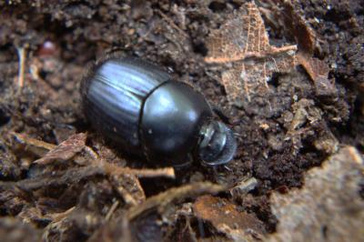 <i>Onthophagus illyricus</i>