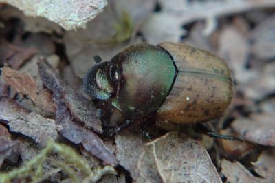 <i>Onthophagus coenobita</i>