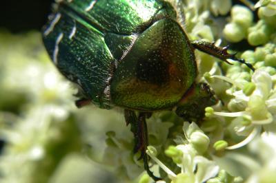 <i>Cetonia aurata</i>