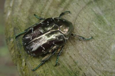 <i>Liocola marmorata</i>