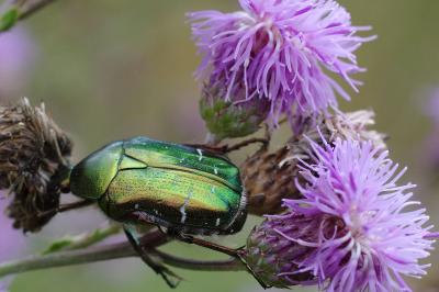 <i>Cetonia aurata</i>