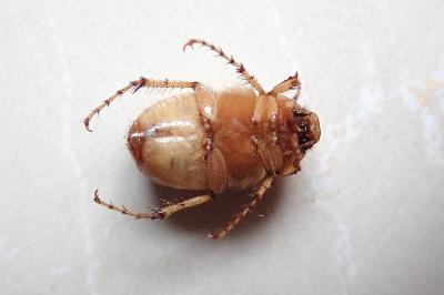 <i>Rhizotrogus marginipes</i>