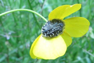 <i>Oxythyrea funesta</i>